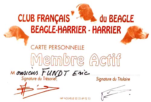 Beagle, Beagles, chien, chiens, elevage